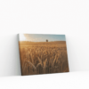 Bildevisualisering 3d Kornåker i Solnedgang – Naturskjønn Lerretskunst Veggilder Kornåker i solnedgang – lerretsbilde med varmt lys og gyldne toner.